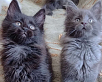 Кошки в Амурске: Котята мейн кун Мальчик, Бесплатно - фото 5