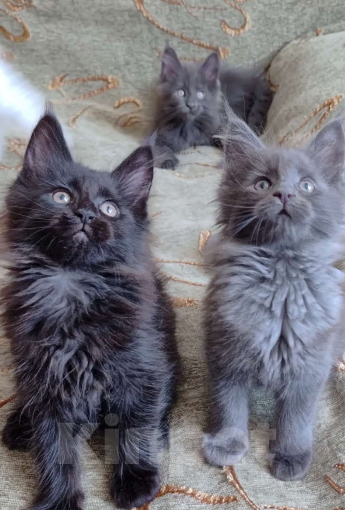 Кошки в Амурске: Котята мейн кун Мальчик, Бесплатно - фото 5