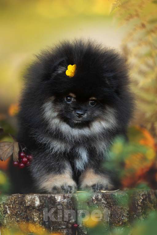 Собаки в Пушкино: Кукольная девочка померанского шпица черно-подпалого окраса с белым. Девочка, 50 000 руб. - фото 3