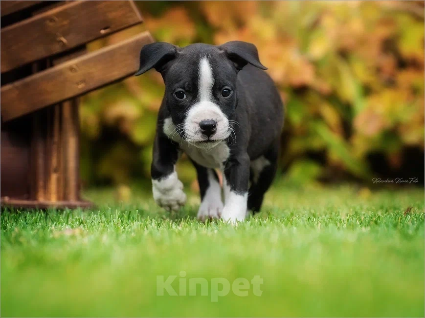 Собаки в Самаре: Породные щенки АСТ из питомника Мальчик, 30 000 руб. - фото 6