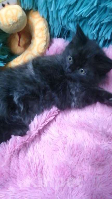 Кошки в Москве: Шотландские котята хайленд  Девочка, 8 000 руб. - фото 8