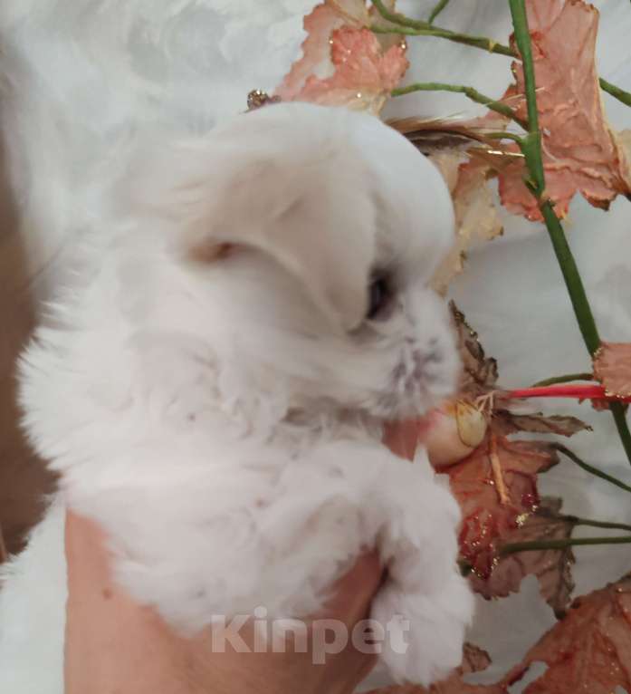 Собаки в Москве: Щенки мини Мальтезе Мальчик, Бесплатно - фото 6