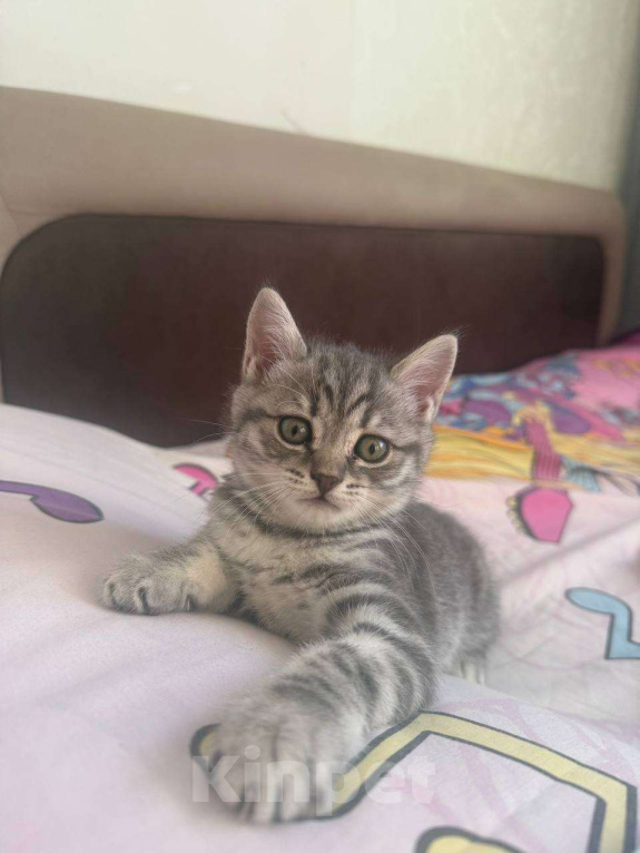 Кошки в Сургуте: Шотландский прямоухий котенок с принадлежностями Мальчик, 25 000 руб. - фото 5