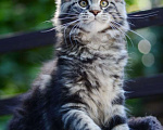 Кошки в Самаре: Кошка окрас черный мрамор. Девочка, 30 000 руб. - фото 1