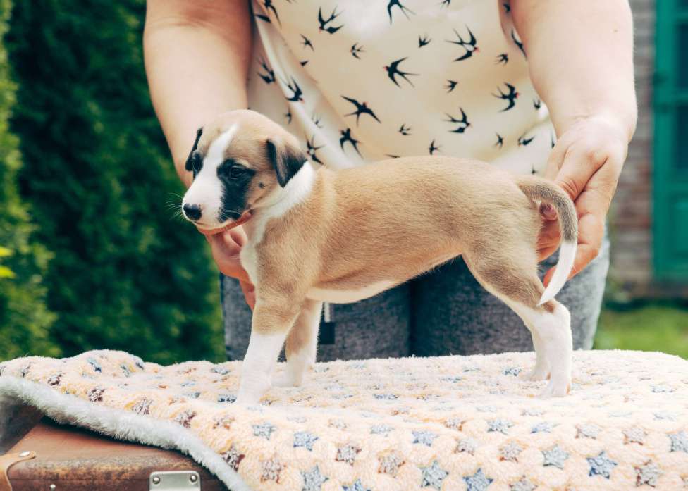 Собаки в Кубинке: Щенки уиппета Девочка, Бесплатно - фото 2