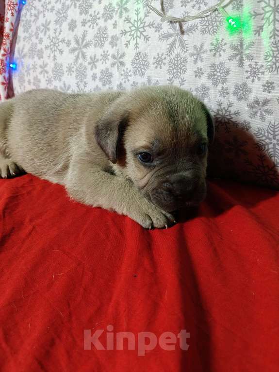 Собаки в других городах Краснодарского края: Кане-Корсо, щенок Мальчик, 30 000 руб. - фото 4