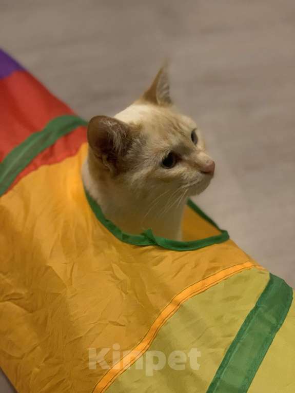 Кошки в Санкт-Петербурге: Котенок Абрикос  Мальчик, Бесплатно - фото 5