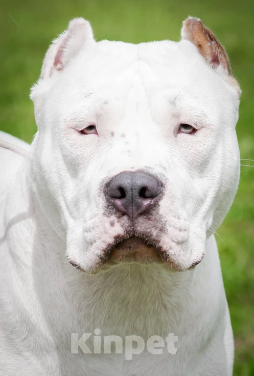 Собаки в Пикалево: Американский булли Мальчик, 40 000 руб. - фото 4