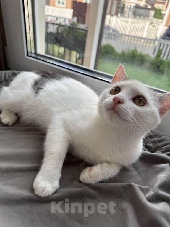 Кошки в Москве: Мия  Девочка, Бесплатно - фото 5