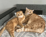 Кошки в Нижнем Новгороде: Шотландские вислоухие котята Мальчик, 3 000 руб. - фото 7