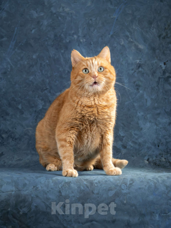 Кошки в Москве: Яша Солнышко Мальчик, Бесплатно - фото 2