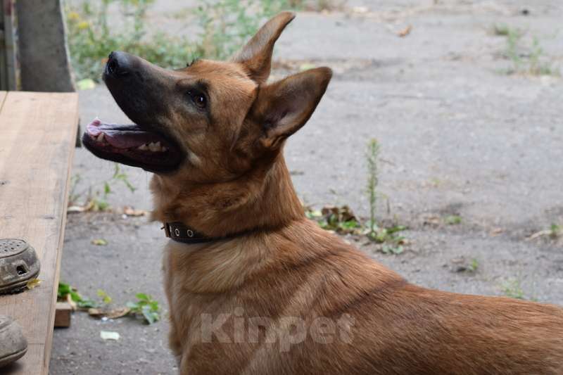 Собаки в Москве: Молодая бельгийская овчарка Мелисса в добрые руки Девочка, 1 руб. - фото 3