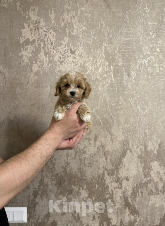 Собаки в Москве: Мальтипу, девочка Девочка, 55 000 руб. - фото 1