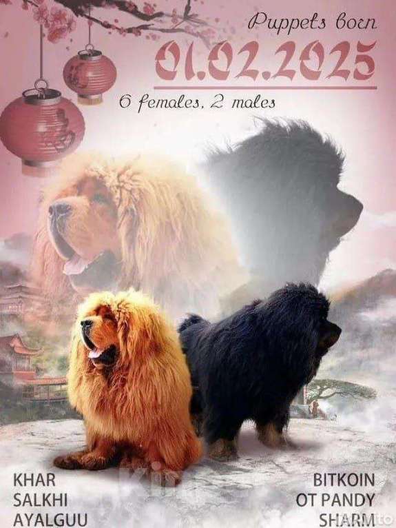 Собаки в Котельнике: Тибетский Мастиф. Мальчик. За бочок не укусит Мальчик, 274 780 руб. - фото 5