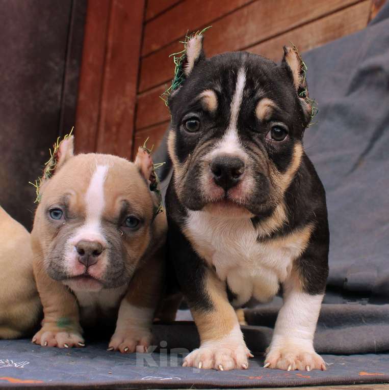 Собаки в других городах Ярославской области: Булли-малыши Девочка, 60 000 руб. - фото 10