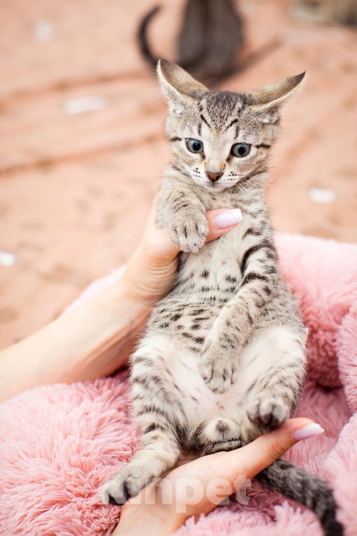 Кошки в Санкт-Петербурге: Котенок Каспер Мальчик, Бесплатно - фото 4
