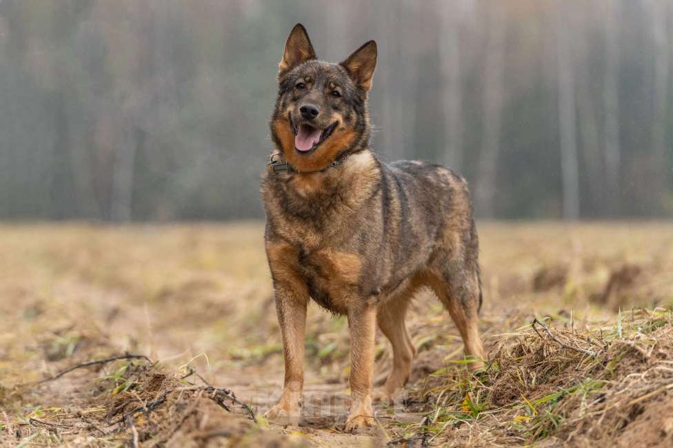 Собаки в Клине: Альма — задорная собачка Девочка, Бесплатно - фото 1
