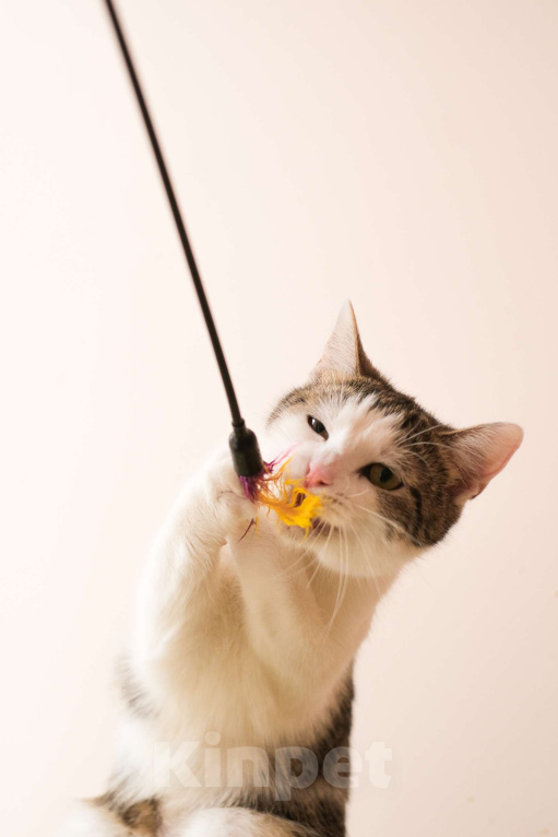 Кошки в Санкт-Петербурге: Кошка ищет дом Девочка, Бесплатно - фото 4