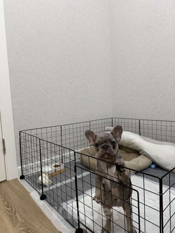 Собаки в Краснодаре: Французский бульдог Девочка, 40 000 руб. - фото 4