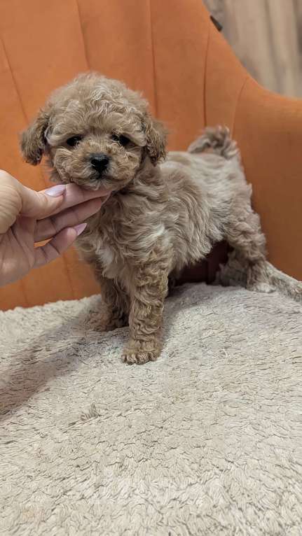 Собаки в Москве: Мальтипу мини Мальчик, 90 000 руб. - фото 1