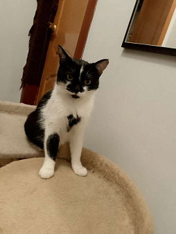 Боня в добрые руки