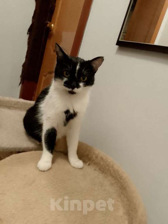 Кошки в Москве: Боня в добрые руки Девочка, Бесплатно - фото 1