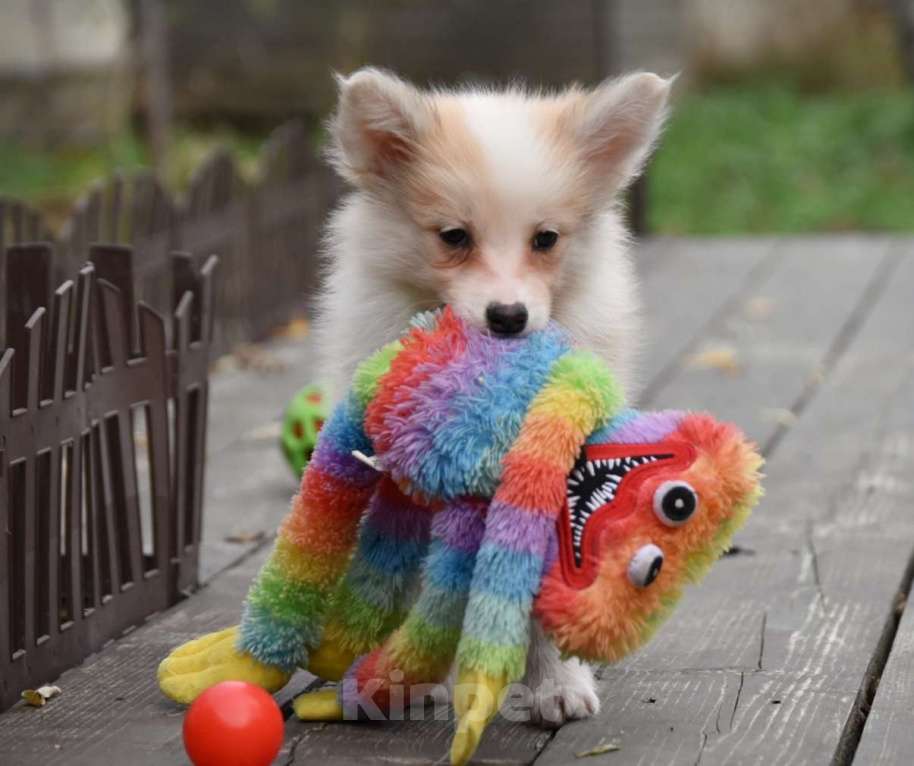 Собаки в Москве: Ненецкая оленегонная лайка, кобель Жиган. Мальчик, 60 000 руб. - фото 4