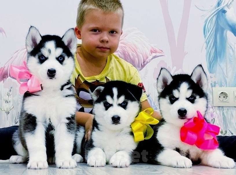 Собаки в Ханты-Мансийске: Хаски Щенки Разных окрасов Разнополые, Бесплатно - фото 1