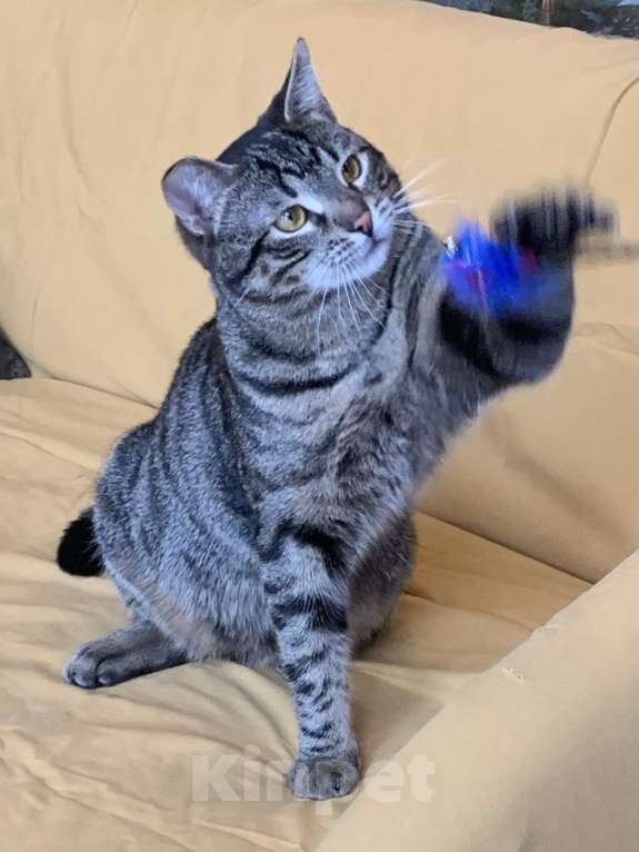 Кошки в Москве: юный котик Дениска ищет дом Мальчик, Бесплатно - фото 3