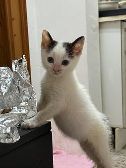 Тосик котёнок 2 месяца в добрый руки