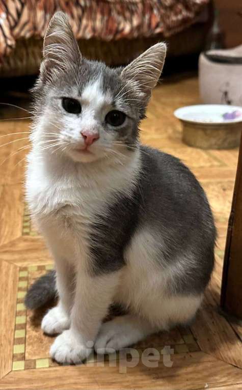 Кошки в Москве: Котята из леса в добрые руки Девочка, 1 руб. - фото 6