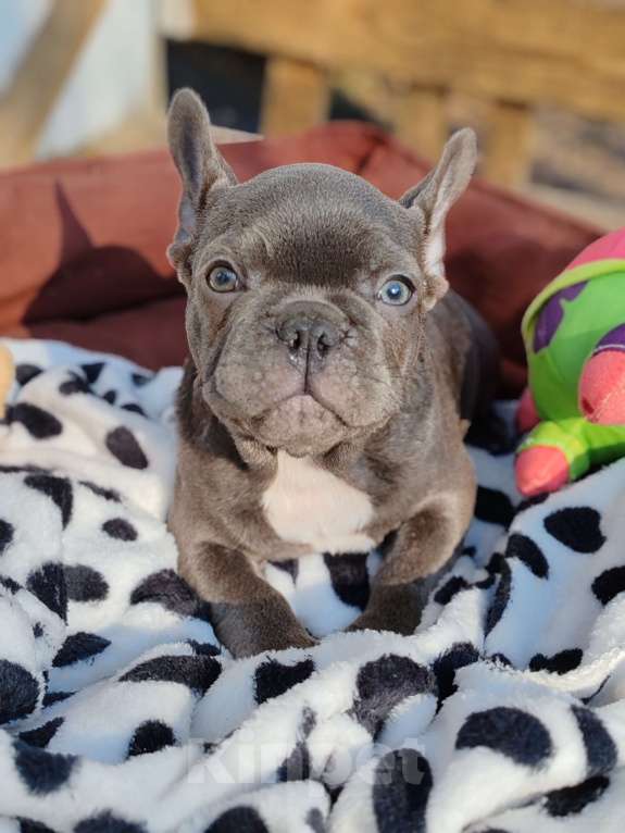 Собаки в Санкт-Петербурге: Шикарный щенки французский бульдог Мальчик, 60 000 руб. - фото 4