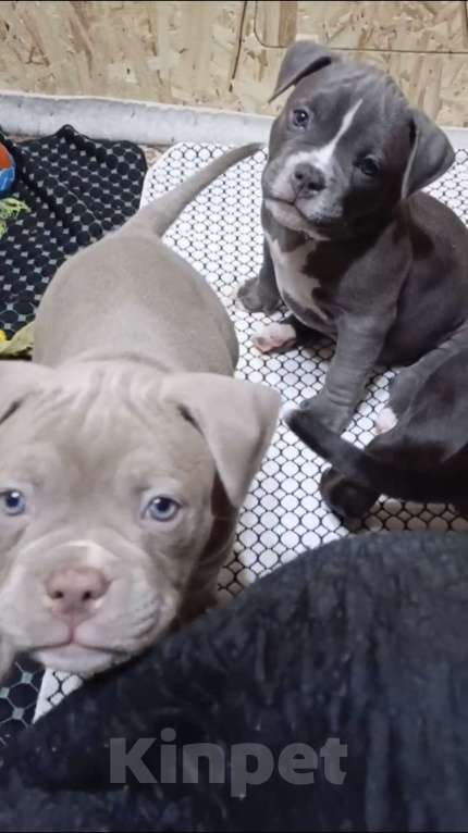 Собаки в Орске: Американский булли покет Разнополые, Бесплатно - фото 9