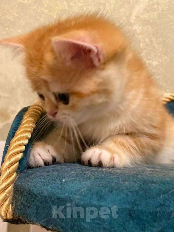 Кошки в Москве: Мраморная шотландская девочка Девочка, 45 000 руб. - фото 6