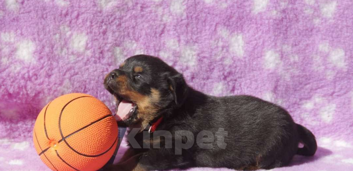 Собаки в Волгограде: Щенки Ротвейлера Мальчик, Бесплатно - фото 2