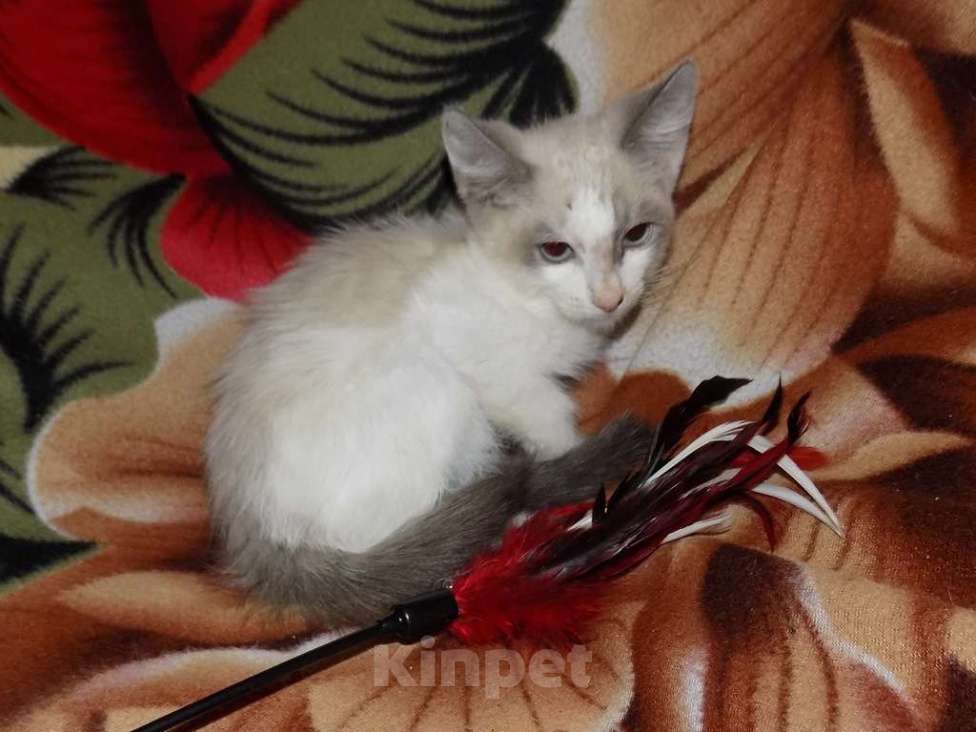 Кошки в Москве: Сноу шу, мальчик длинношерстный Мальчик, 10 000 руб. - фото 4