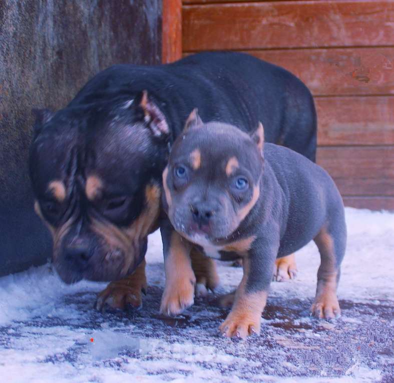 Собаки в других городах Ярославской области: Девочка-булли Девочка, 80 000 руб. - фото 1
