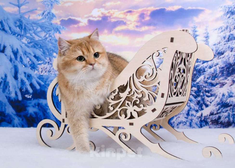 Кошки в Красноярске: Золотая Британская кошка Девочка, 25 000 руб. - фото 1