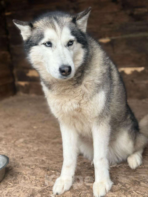 Собаки в Дмитрове: Хранительница очага - Кали Девочка, Бесплатно - фото 4