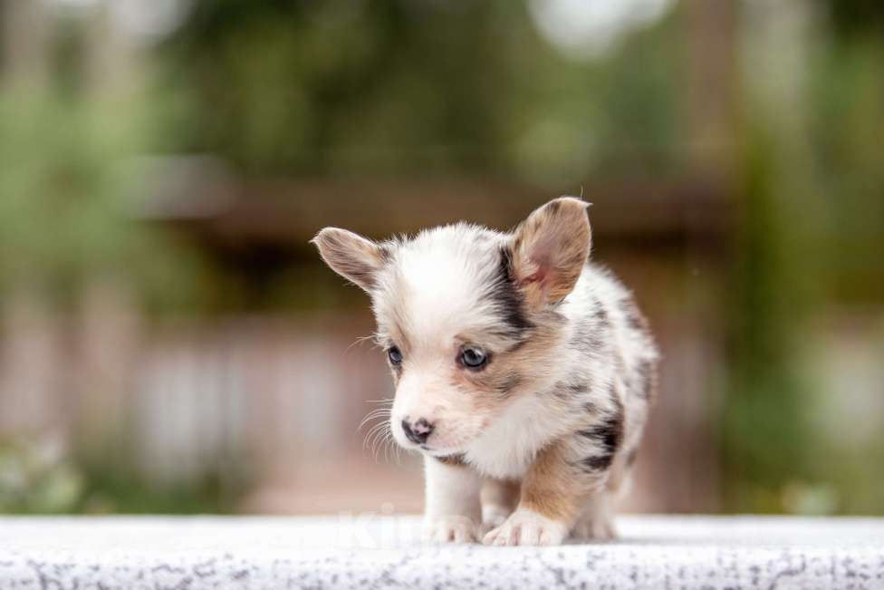 Собаки в Москве: Вельш корги кардиган Девочка, Бесплатно - фото 7