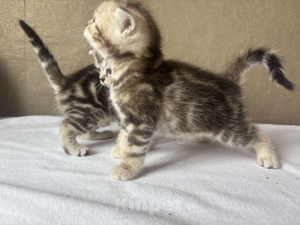 Кошки в Новокузнецке: Шотландский котенок  Девочка, 7 000 руб. - фото 2