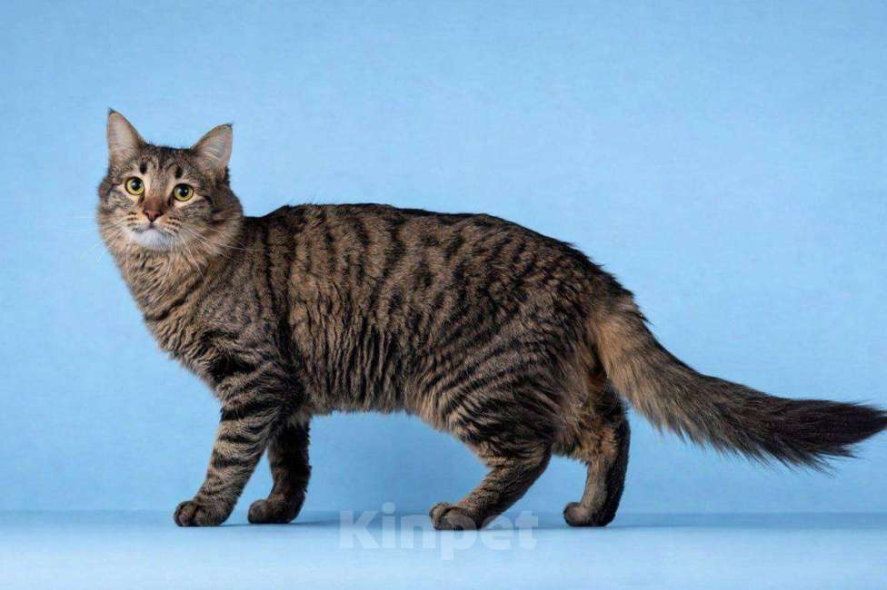 Кошки в Москве: Возьмите в свой дом большое, мягкое и тёплое счастье! Мальчик, Бесплатно - фото 2