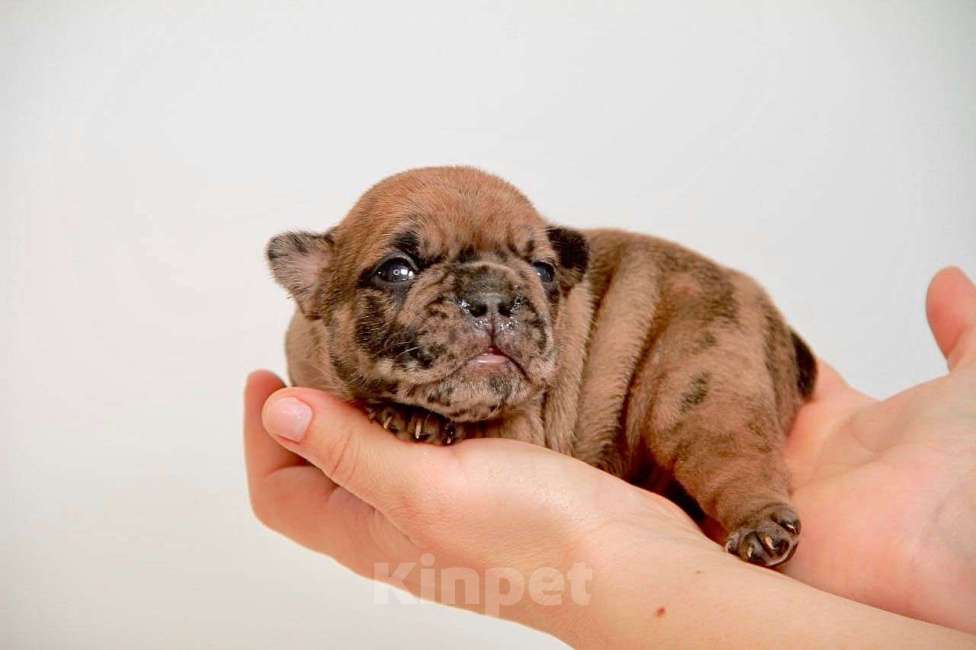 Собаки в Таганроге: Маленький бульдог Девочка, 85 000 руб. - фото 1