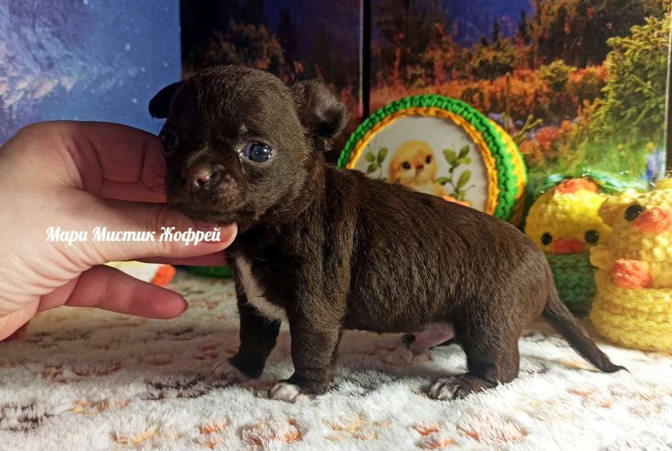 Собаки в Санкт-Петербурге: Жофрей короткошерстный чихуахуа шоколадного окраса Мальчик, 50 000 руб. - фото 2