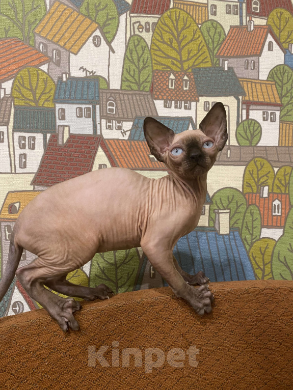 Кошки в Москве: Шикарная породная канадочка Девочка, 40 000 руб. - фото 3