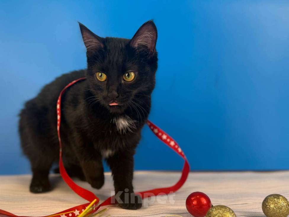 Кошки в Москве: Буся, котенок-подросток в добры руки Девочка, Бесплатно - фото 3