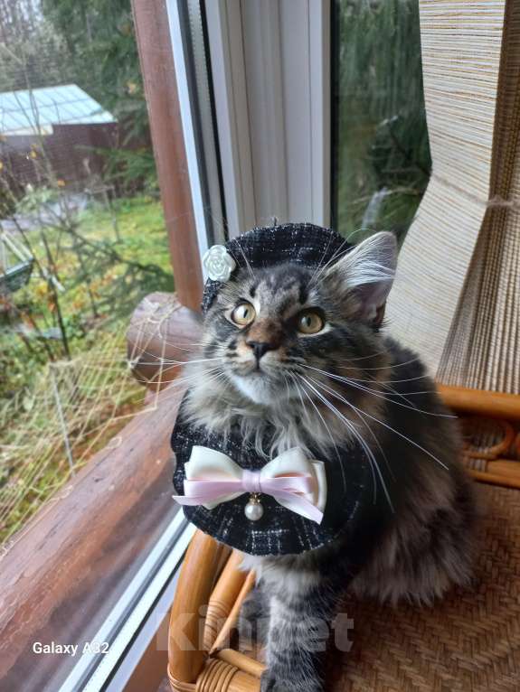 Кошки в других городах Ленинградской области: Мейн-кун " котенок в руковичках" Девочка, 25 000 руб. - фото 9