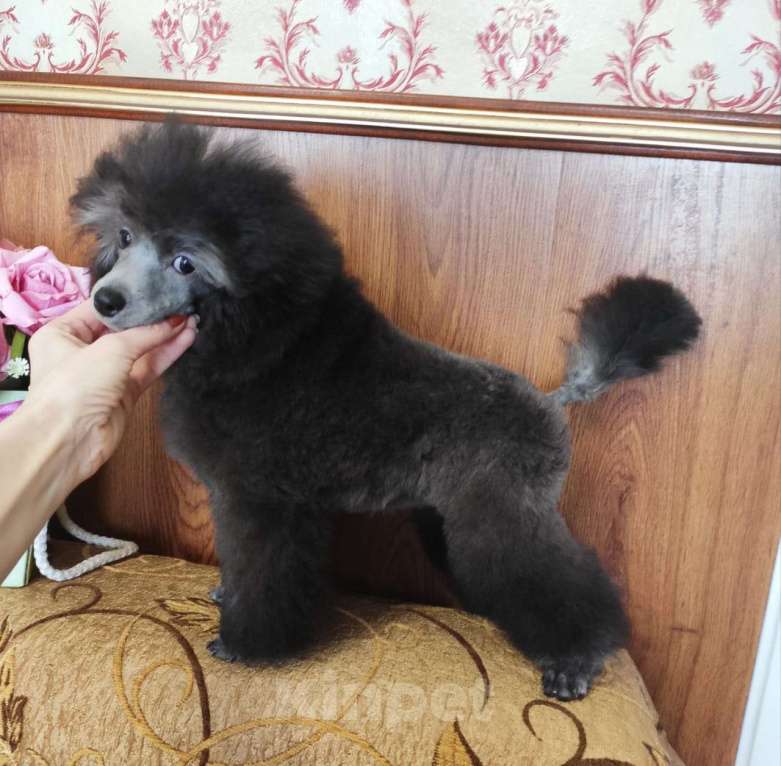 Собаки в Севастополе: Пудель карликовый Девочка, 80 000 руб. - фото 2