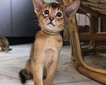 Кошки в других городах Московской области: Абиссинский котик  Мальчик, 75 000 руб. - фото 4