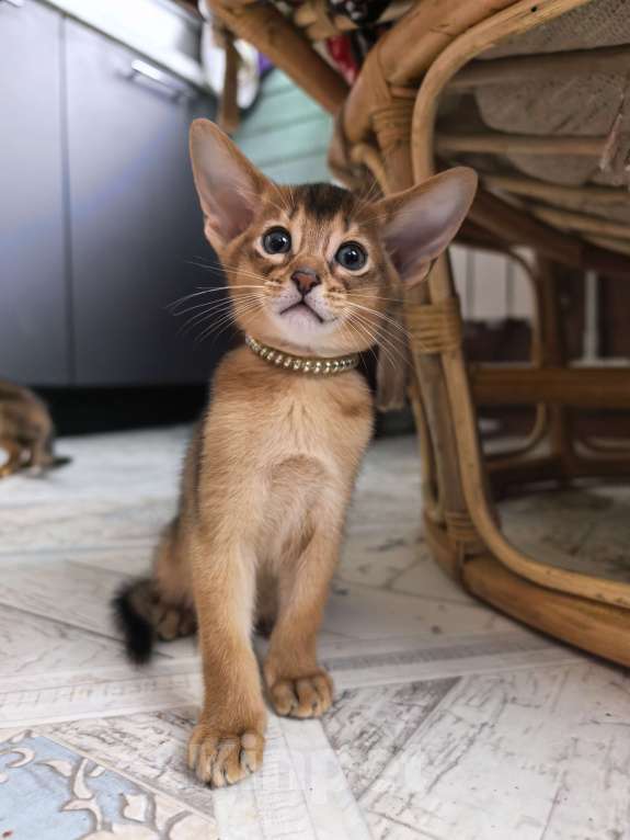 Кошки в других городах Московской области: Абиссинский котик  Мальчик, 75 000 руб. - фото 4